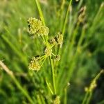 Scirpoides holoschoenus Flor