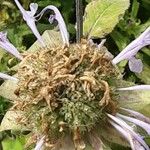 Monarda fistulosa 果