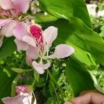 Bauhinia monandra Blomst