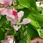 Bauhinia monandra Цвят