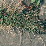 Eragrostis minor Habitat