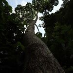 Cussonia brieyi Hábito