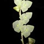 Stelis superbiens Flower