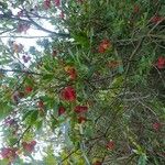 Arbutus andrachneFruit