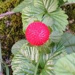 Potentilla indica ഫലം