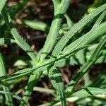 Falcaria vulgaris Leaf