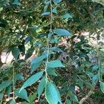 Camellia fraterna Leaf