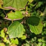 Fothergilla gardenii Lehti