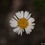 Erigeron karvinskianus花