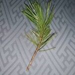 Pinus nigraFolha