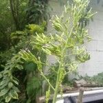 Lactuca biennis Fiore