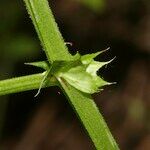 Vicia dumetorum Kôra