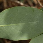 Dendromecon harfordii Leaf
