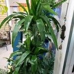 Dracaena fragrans موطن