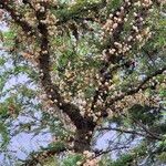 Vachellia drepanolobium Flower