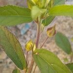 Sida rhombifolia Blüte