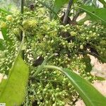 Benoistia orientalis Flor