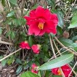 Camellia japonicaFlower