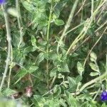 Salvia chamaedryoides Hoja