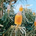 Banksia prionotes Квітка