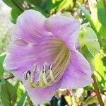 Cobaea scandens Virág