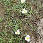 Luronium natans Flower