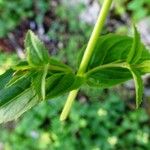 Epilobium alpestre Deilen