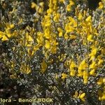 Genista microphylla Sonstige