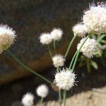 Eriogonum nudum Habitat