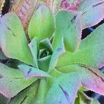 Aeonium leucoblepharum Hoja
