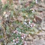 Thymus vulgaris Habit