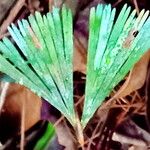 Schizaea dichotoma Leaf