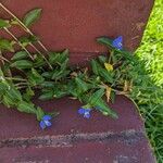 Commelina cyanea Flor