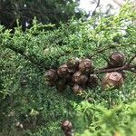 Cupressus goveniana Fruit