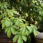 Ceiba insignis Blad