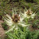 Cirsium spinosissimum Цветок