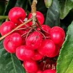 Ardisia crenata Plod