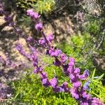 Trichostema lanatum Flor