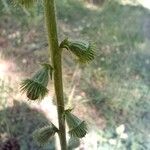 Agrimonia eupatoria 果實