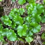 Galax urceolata Leaf