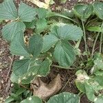 Fragaria virginiana Blatt