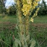 Verbascum speciosum Folha