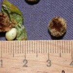 Quiina macrophylla Altul/Alta