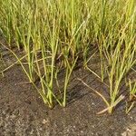 Eriophorum scheuchzeri Likasa