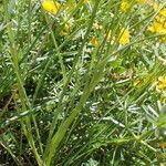 Tragopogon crocifolius Lehti