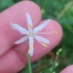 Anthericum ramosum Fula