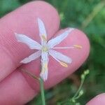 Anthericum ramosum Žiedas