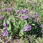 Pulmonaria mollis Bloem