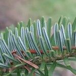 Abies homolepis Leaf