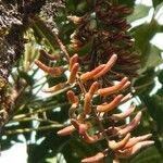 Geissois hippocastanifolia Frucht